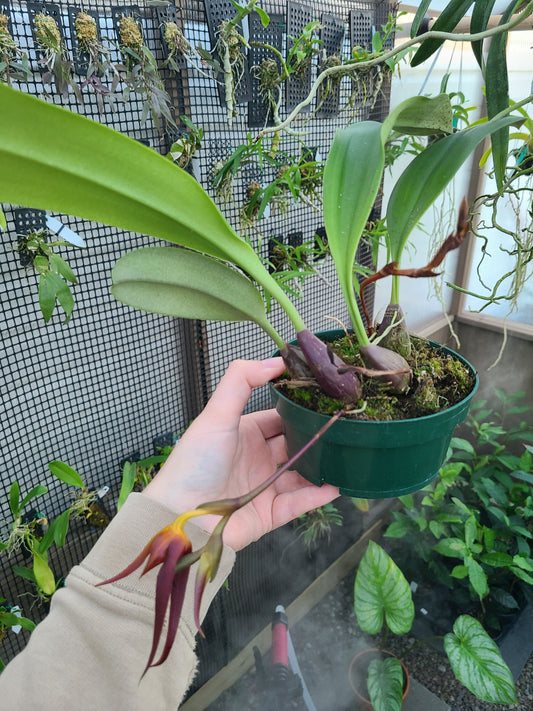 Bulb. levanae
