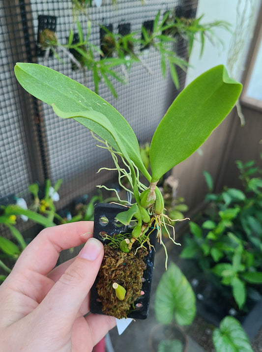 Bulb. antenniferum