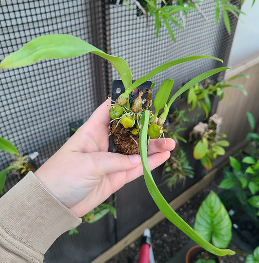 Bulb. lilacinum