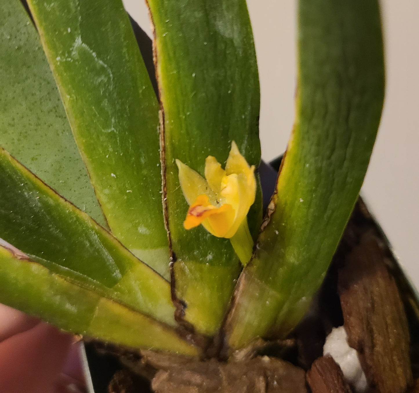 Maxillaria valenzuela