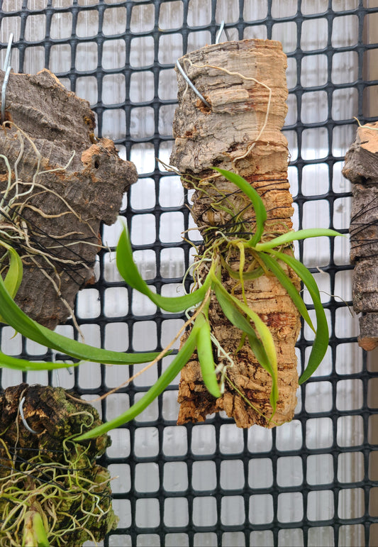 Ionopsis utricularioides