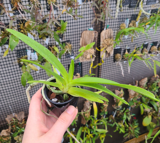 Vanda lamellata x Rhynchostylis coelestis f. alba