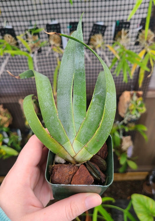 Maxillaria valenzuelana