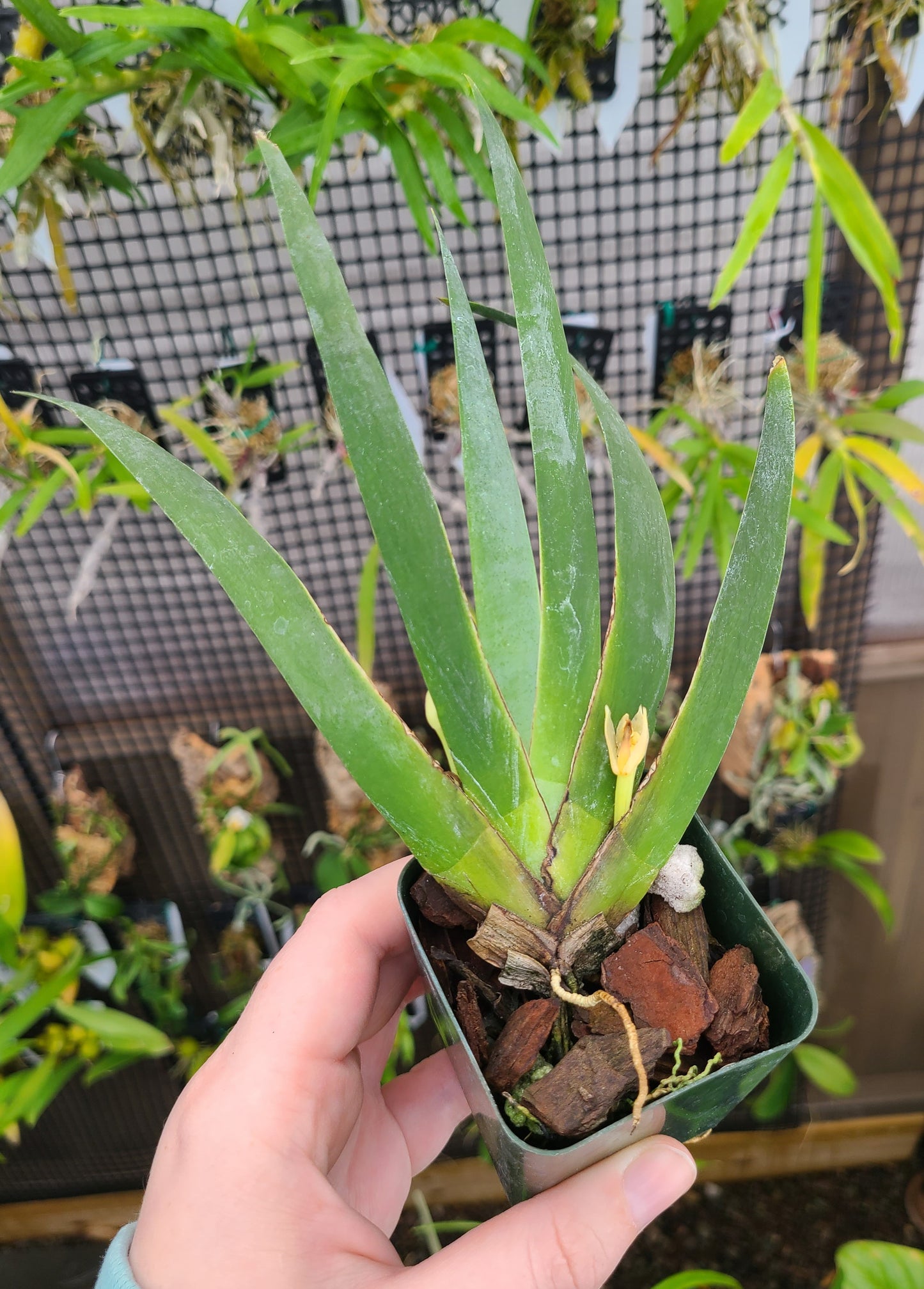 Maxillaria valenzuela