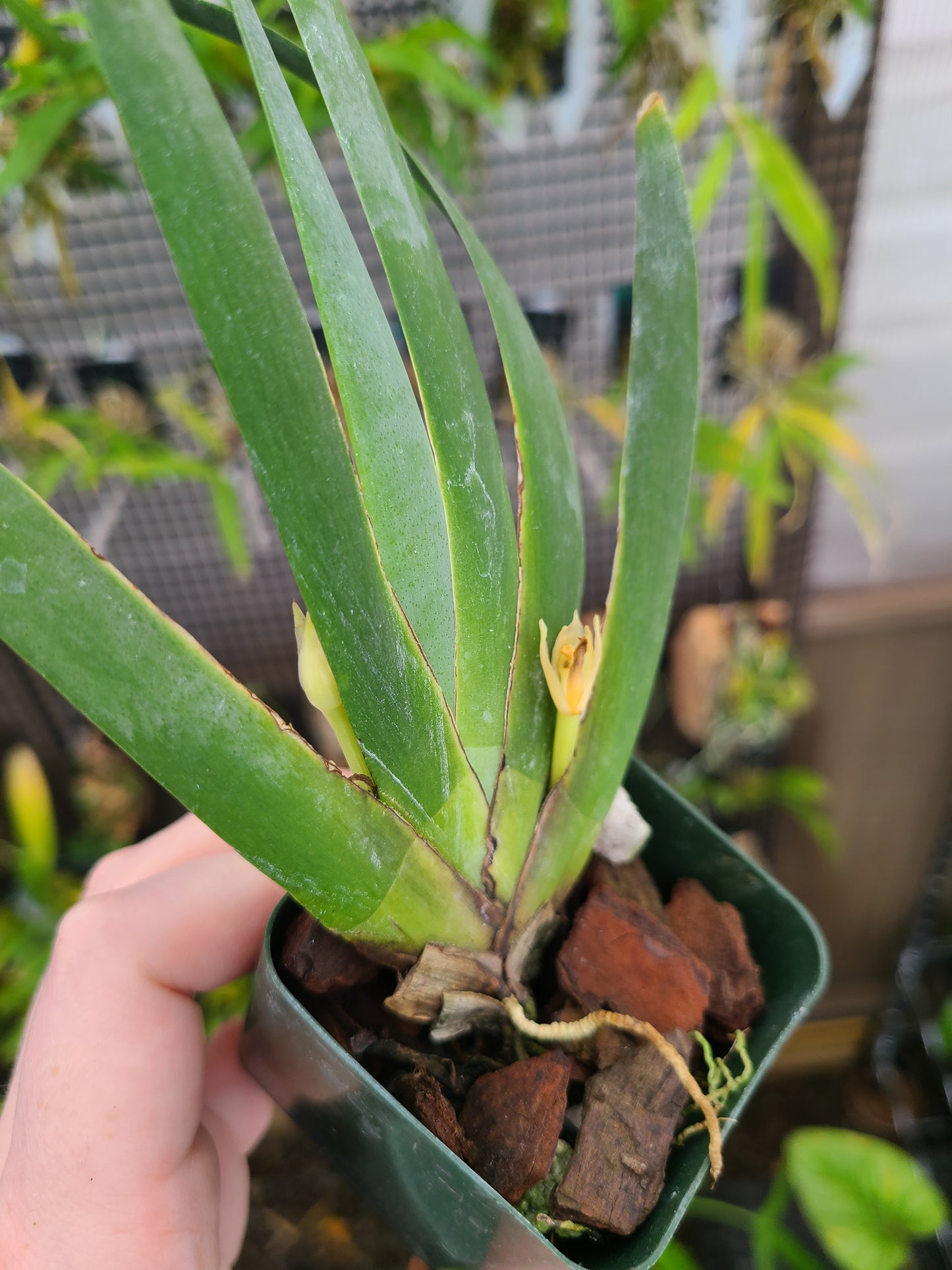 Maxillaria valenzuela