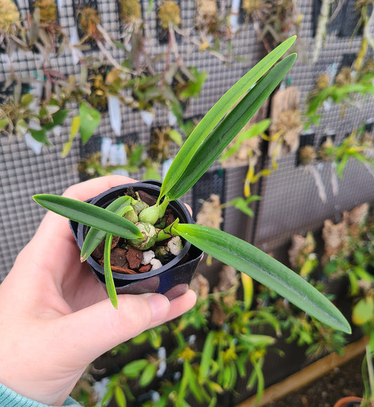 Encyclia phoenicea 'Pauwela' x 'Maui'