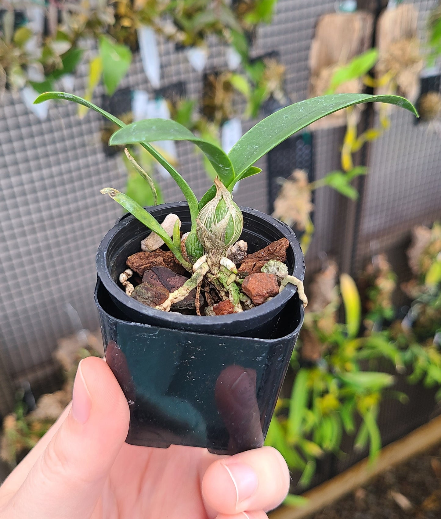 Epc. Kyoguchi 'Spring Fragrance' x Epc. Kyoguchi