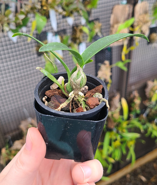 Epc. Kyoguchi 'Spring Fragrance' x Epc. Kyoguchi