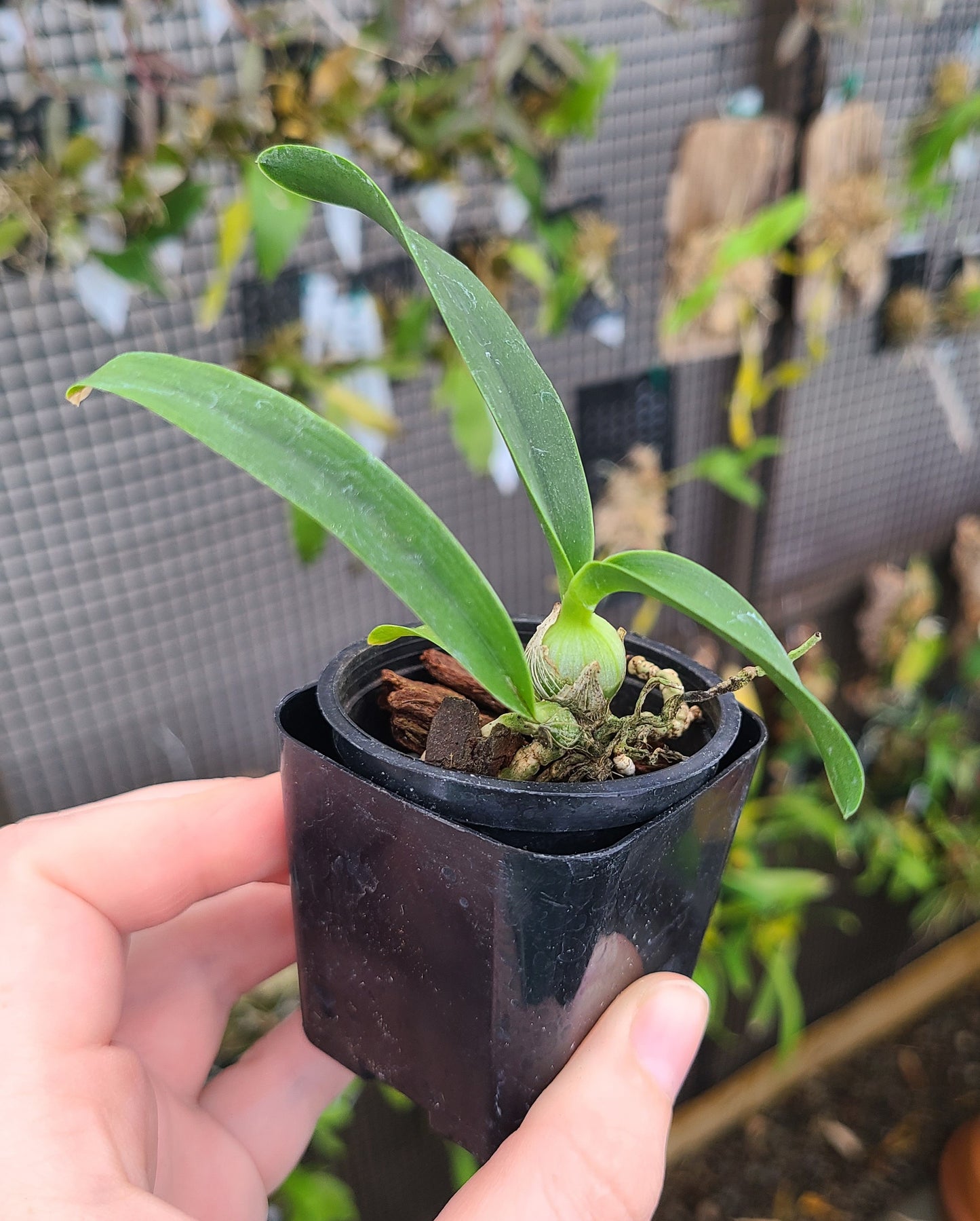 Epc. Kyoguchi 'Spring Fragrance' x Epc. Kyoguchi