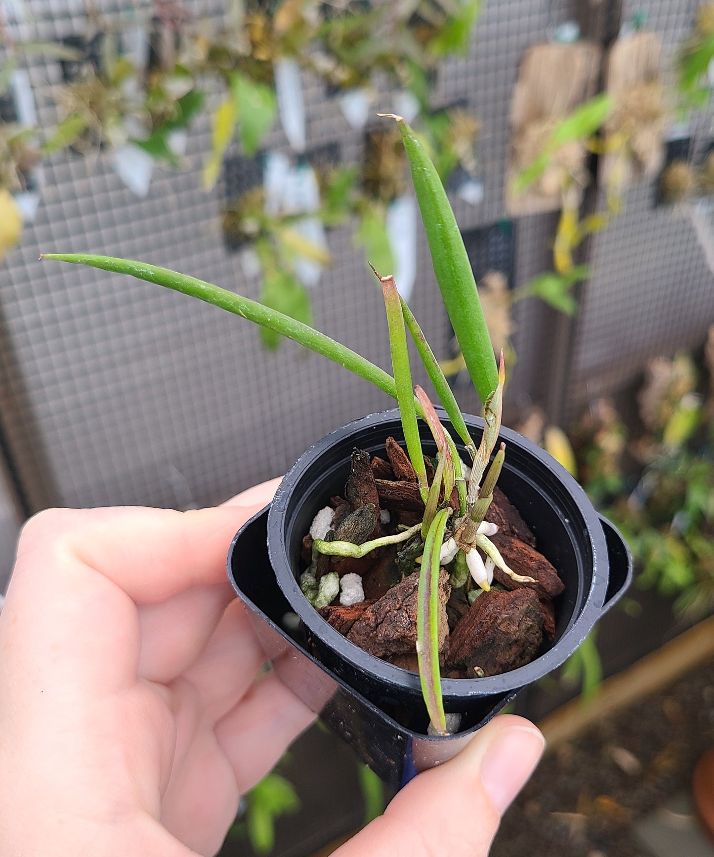 Brassavola martiana 'Mint Mist' AM/AOS x self