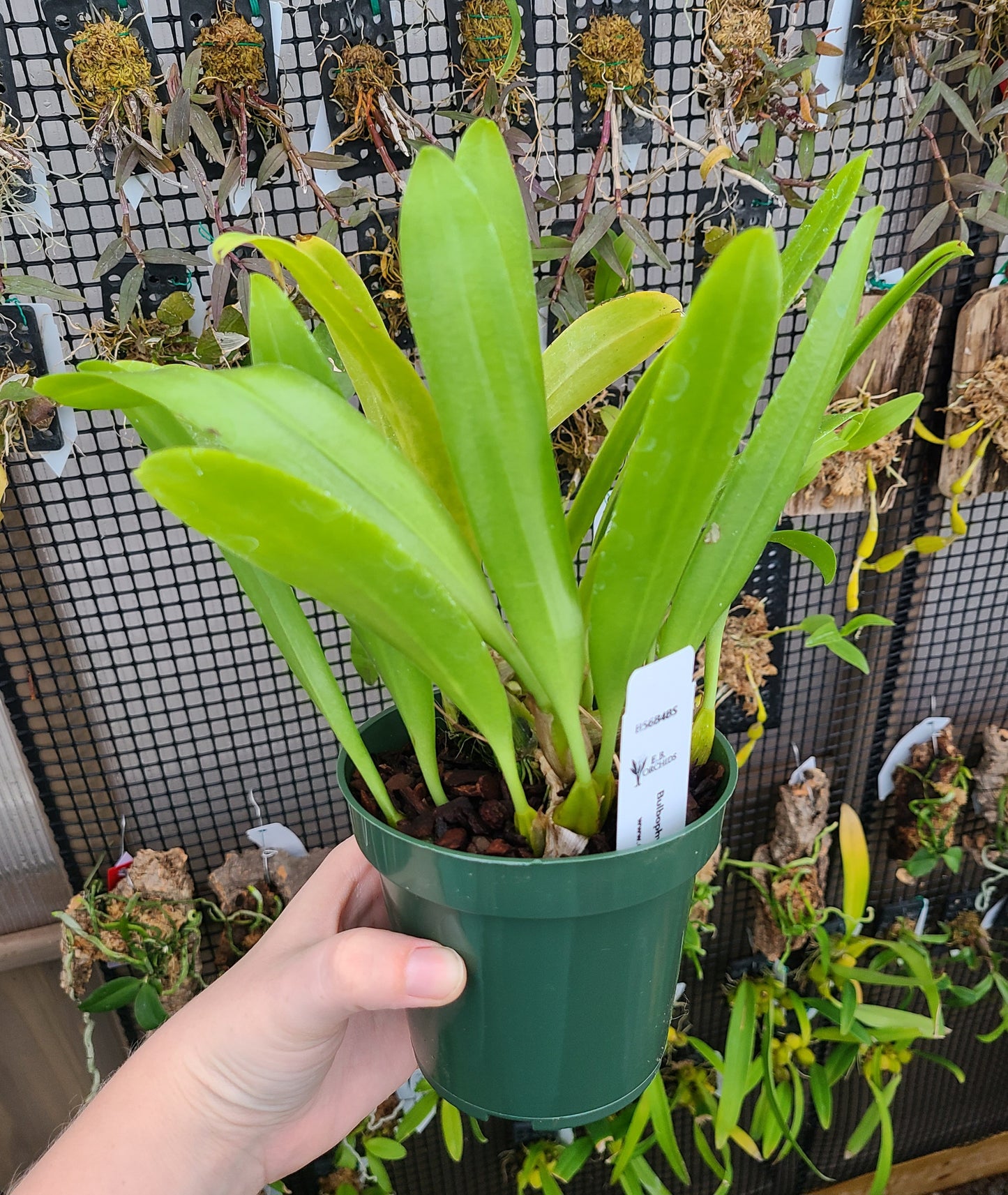 Bulbophyllum lepidum