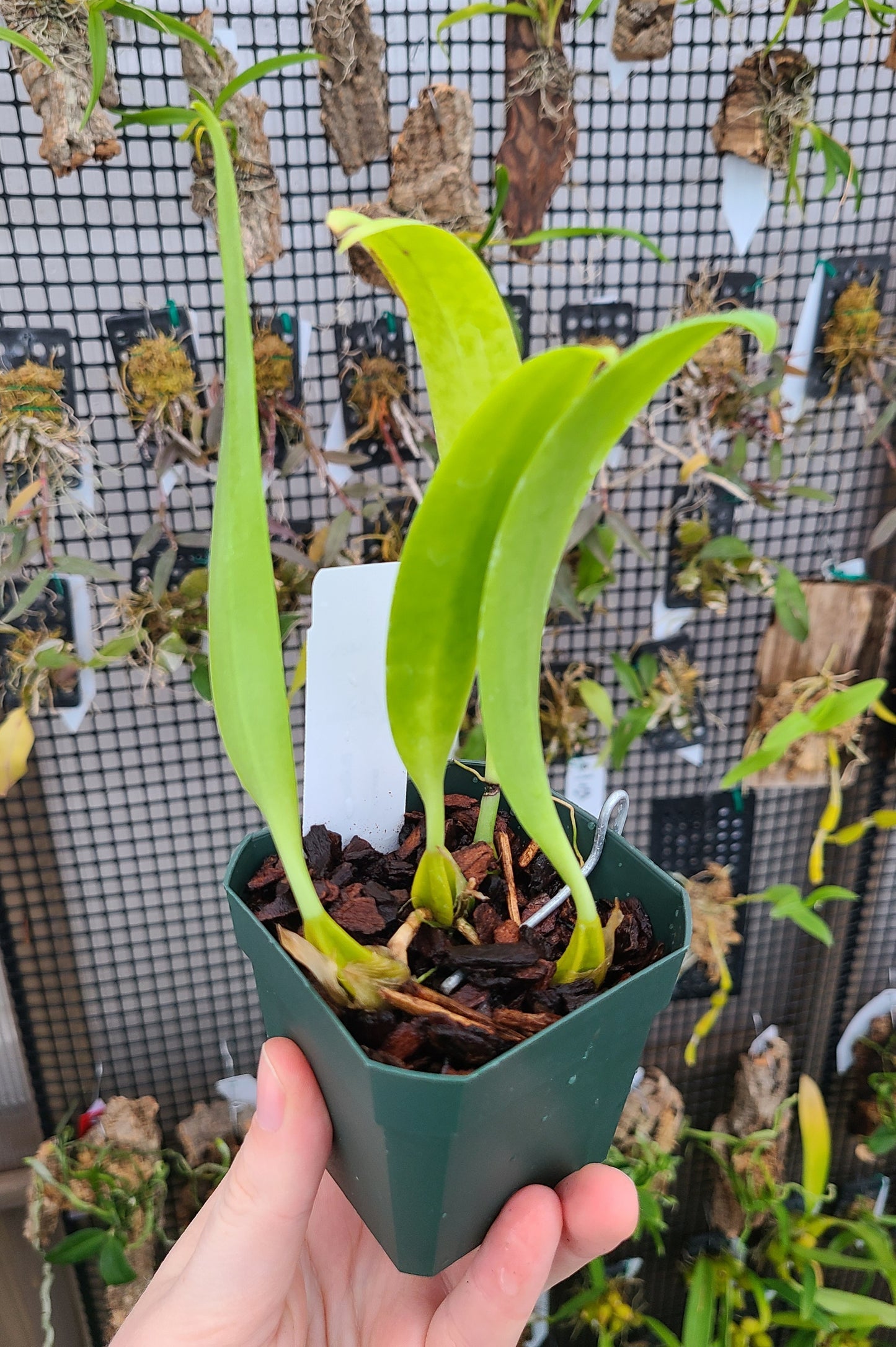 Bulbophyllum lepidum