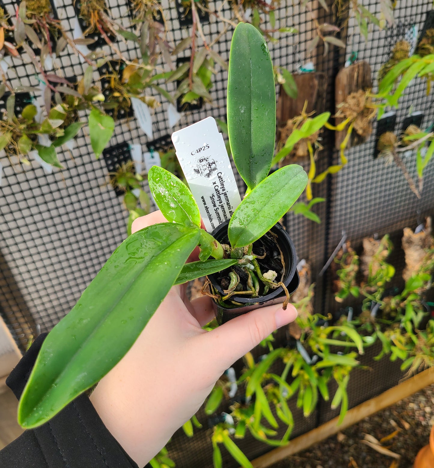 Cattleya jenmanii alba 'XXXX' x 'Snow Summit'