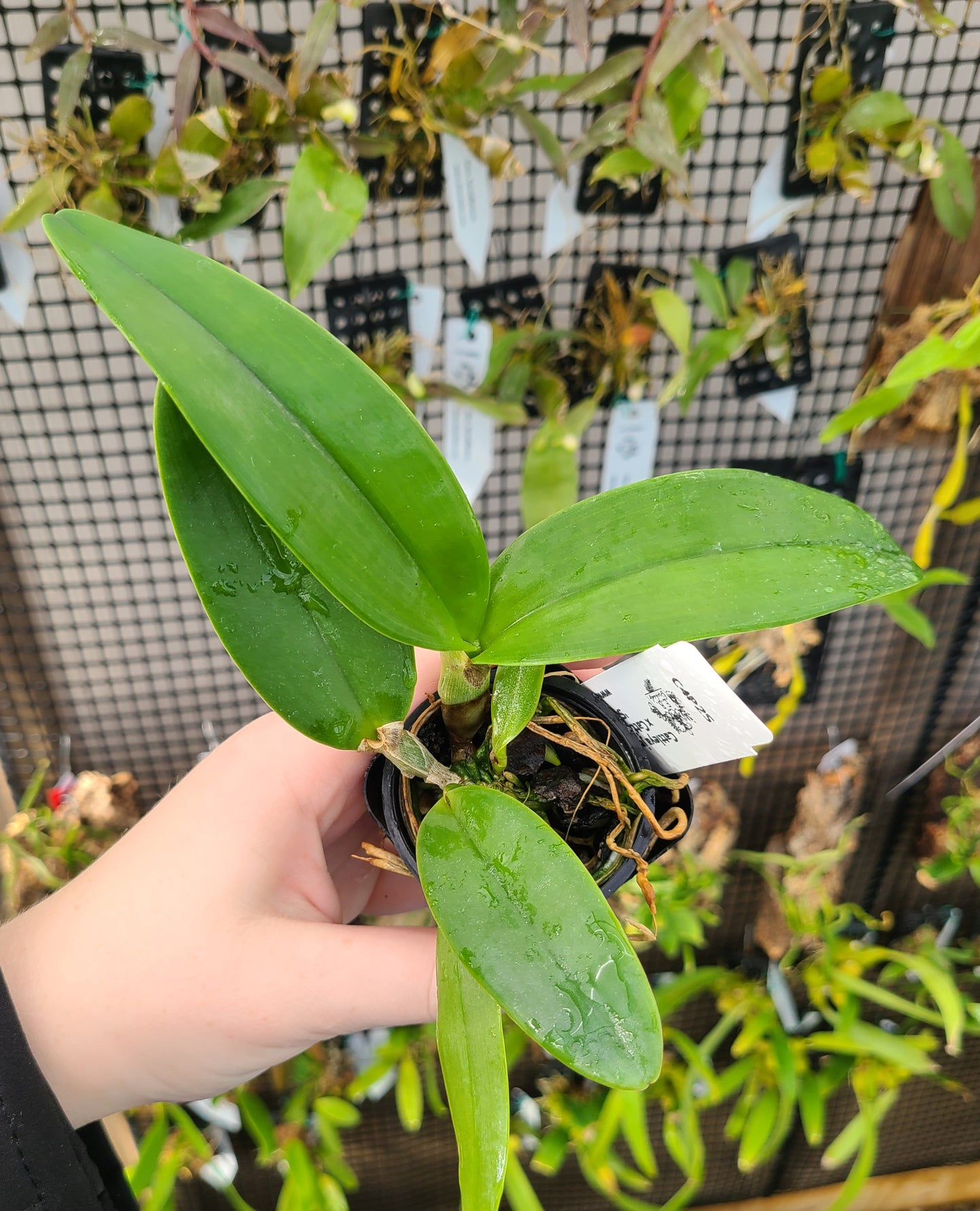 Cattleya jenmanii alba 'XXXX' x 'Snow Summit'