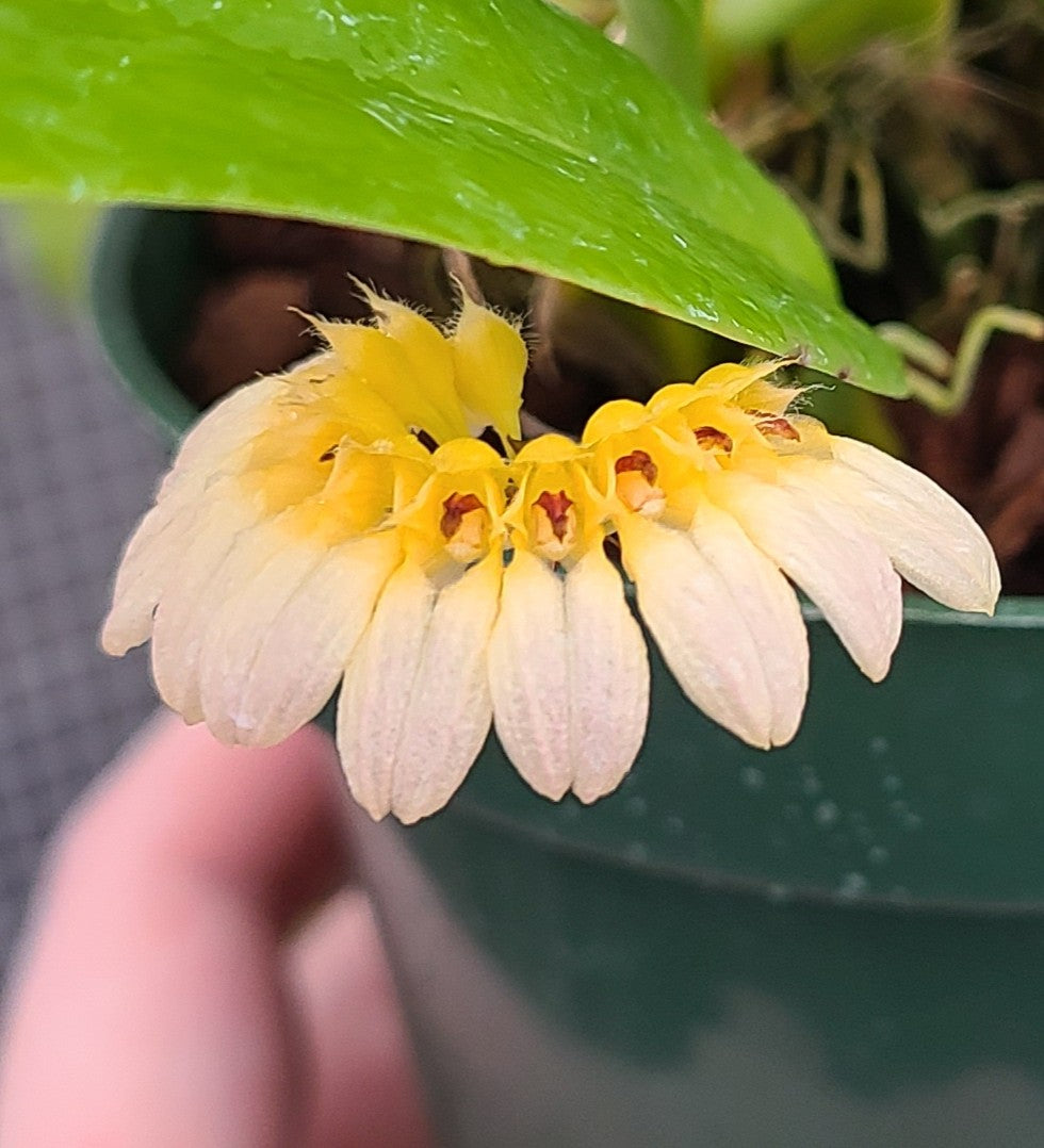 Bulbophyllum lepidum