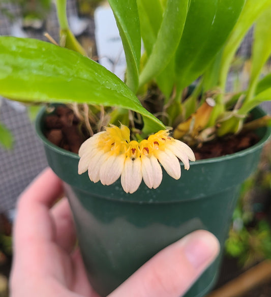 Bulbophyllum lepidum