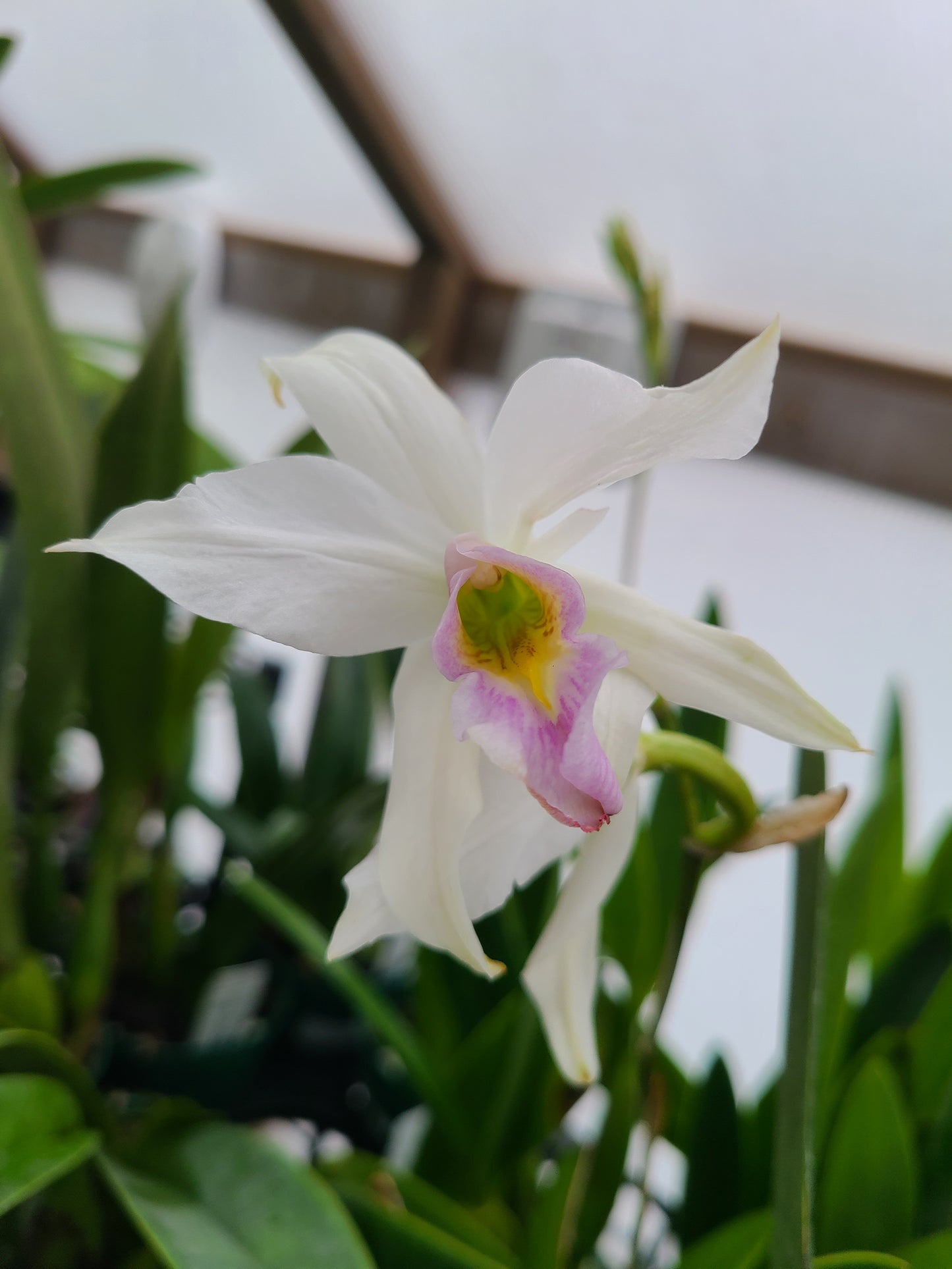 Laelia anceps f. semi alba 'Ileana'