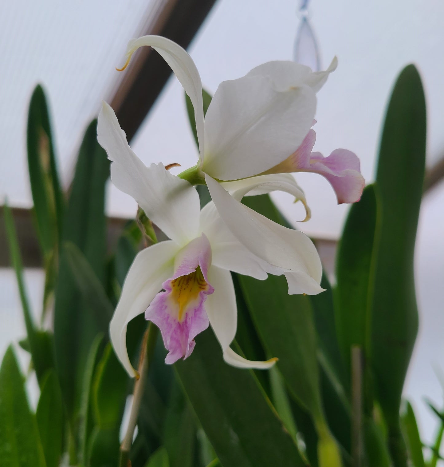 Laelia anceps f. semi alba 'Ileana'