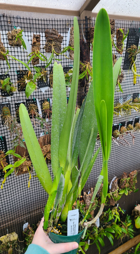 Cattleya purpurata Uba Tuba 'Splash' x Uba Tuba