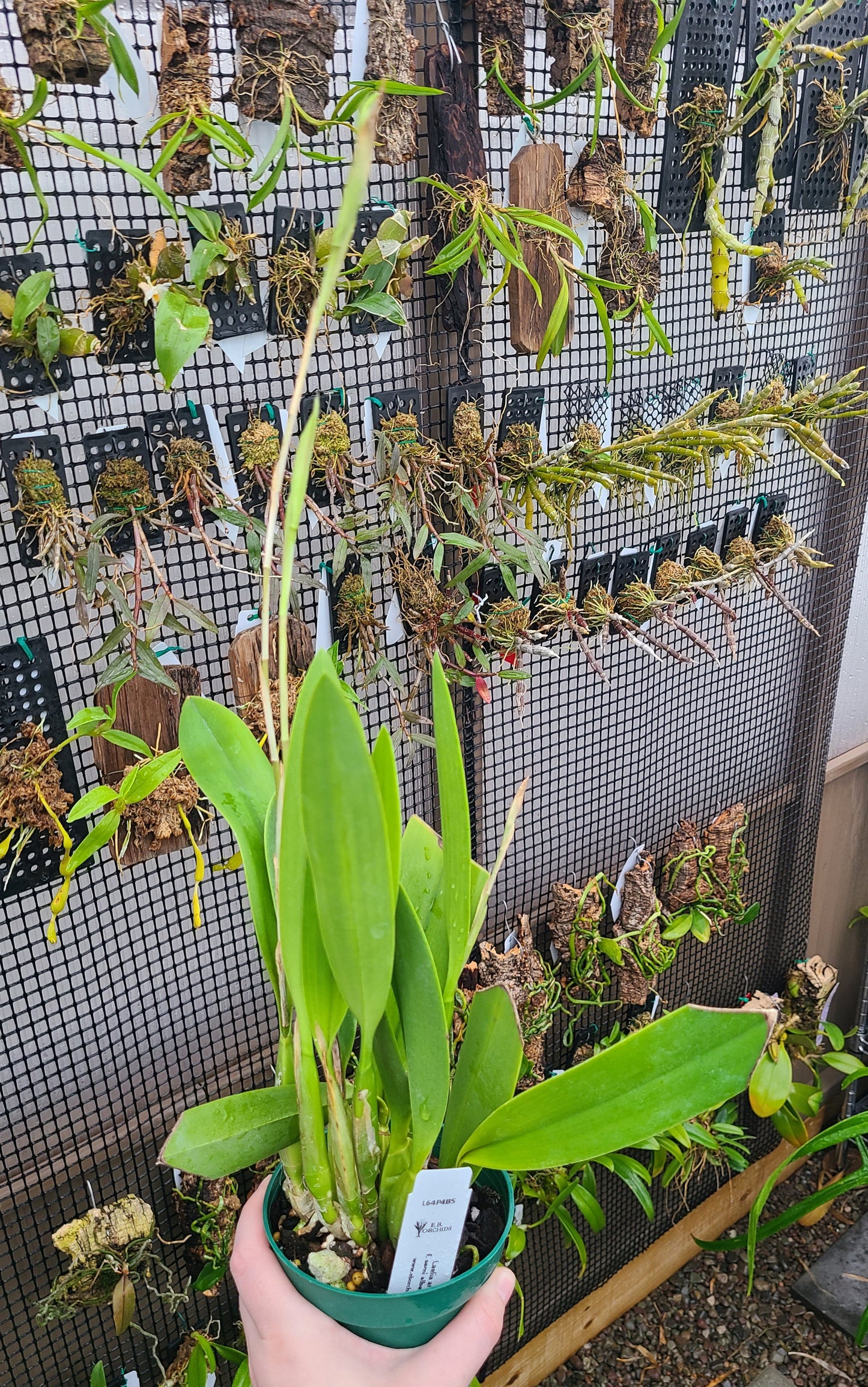 Laelia anceps f. semi alba 'Ileana'