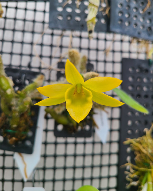 Dendrobium senile