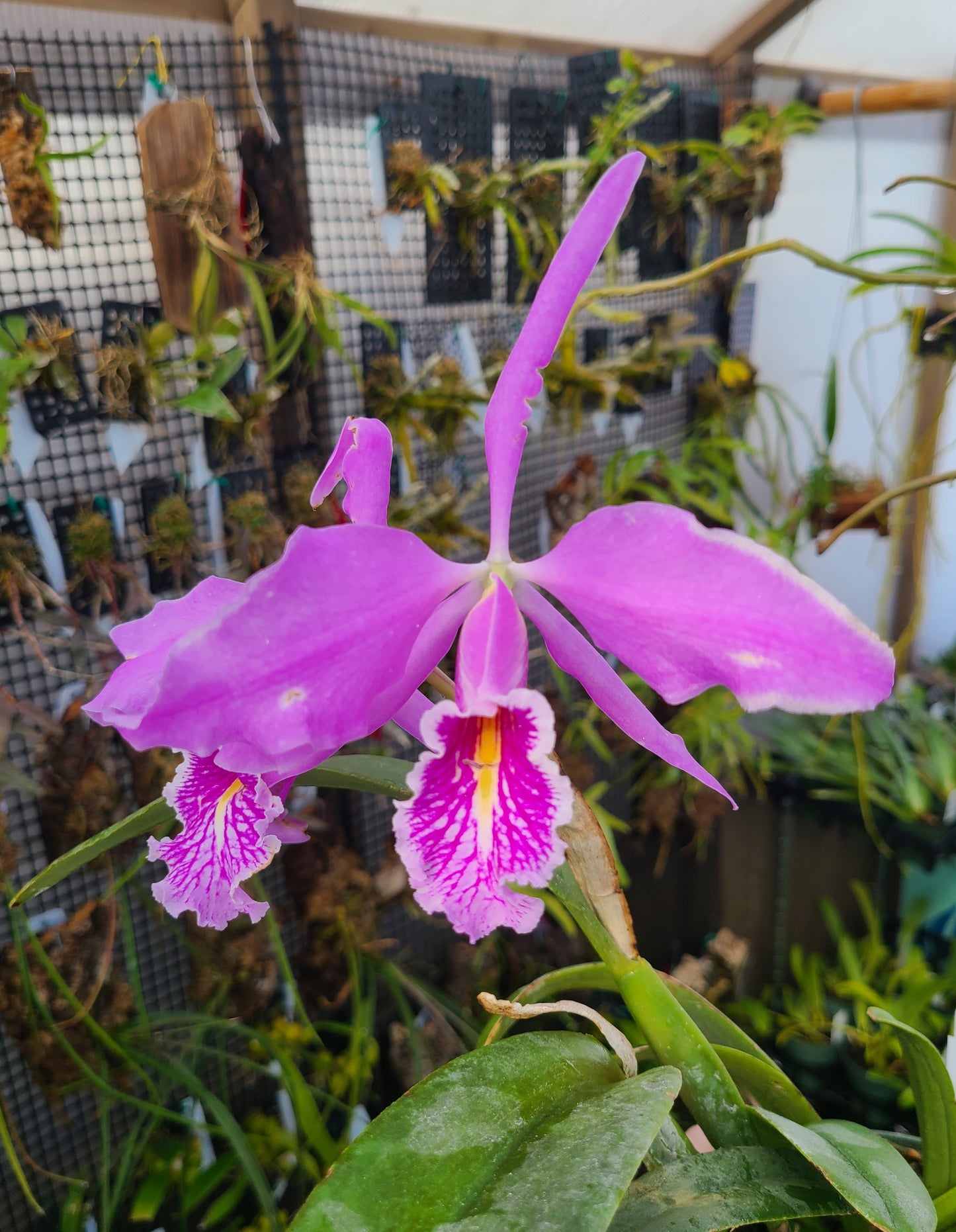 Cattleya maxima 'La Churonita'