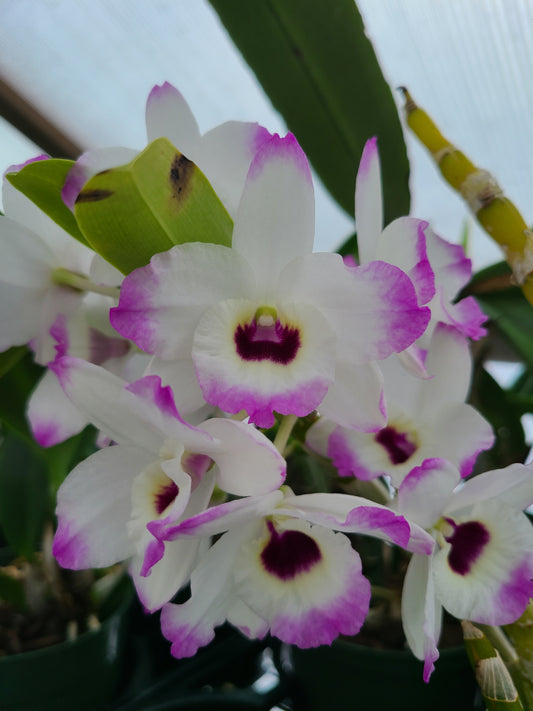 Dendrobium Love Memory 'Fizz'
