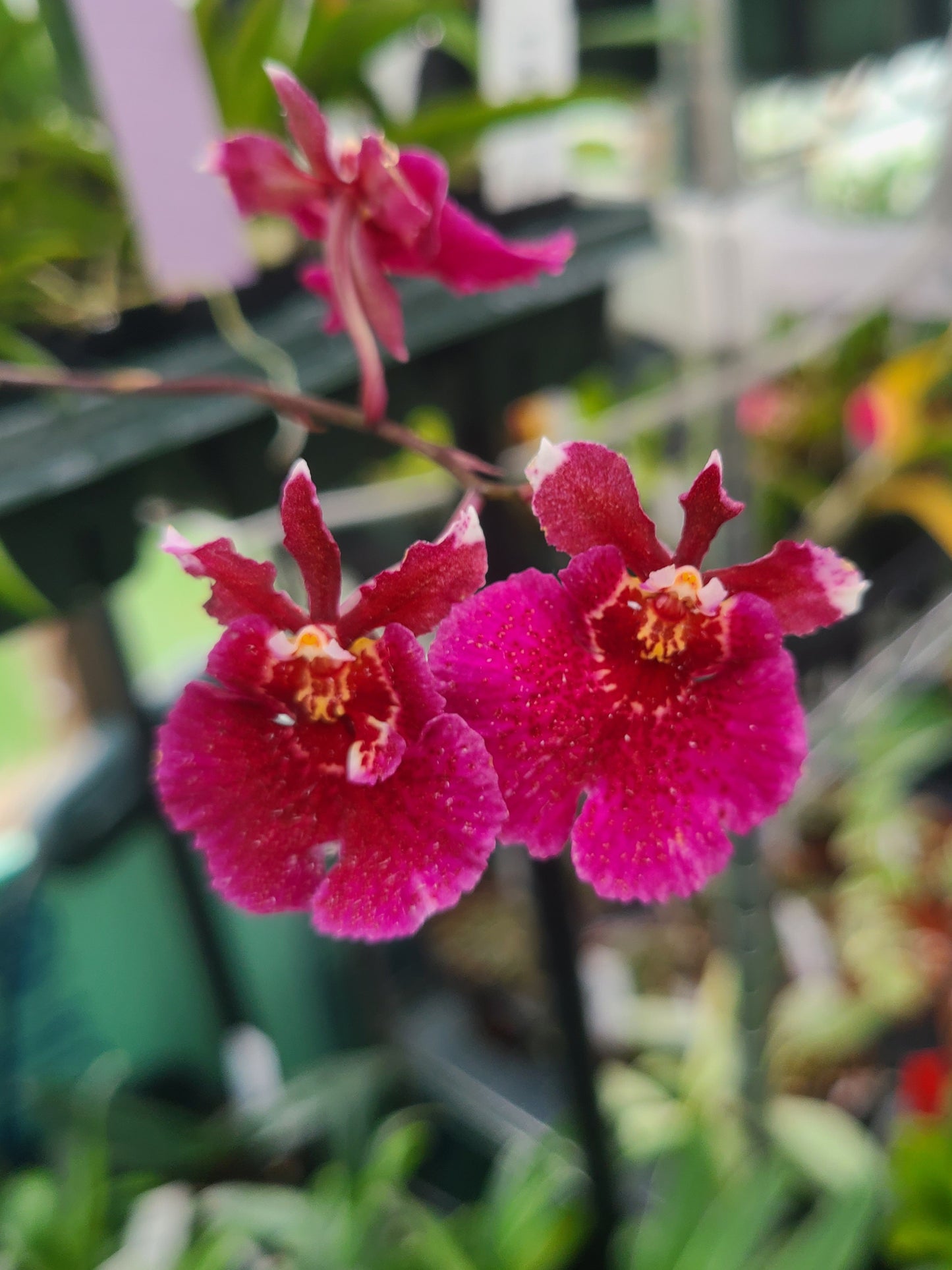 Tolumnia Jairak Rainbow 'Hot Pink'