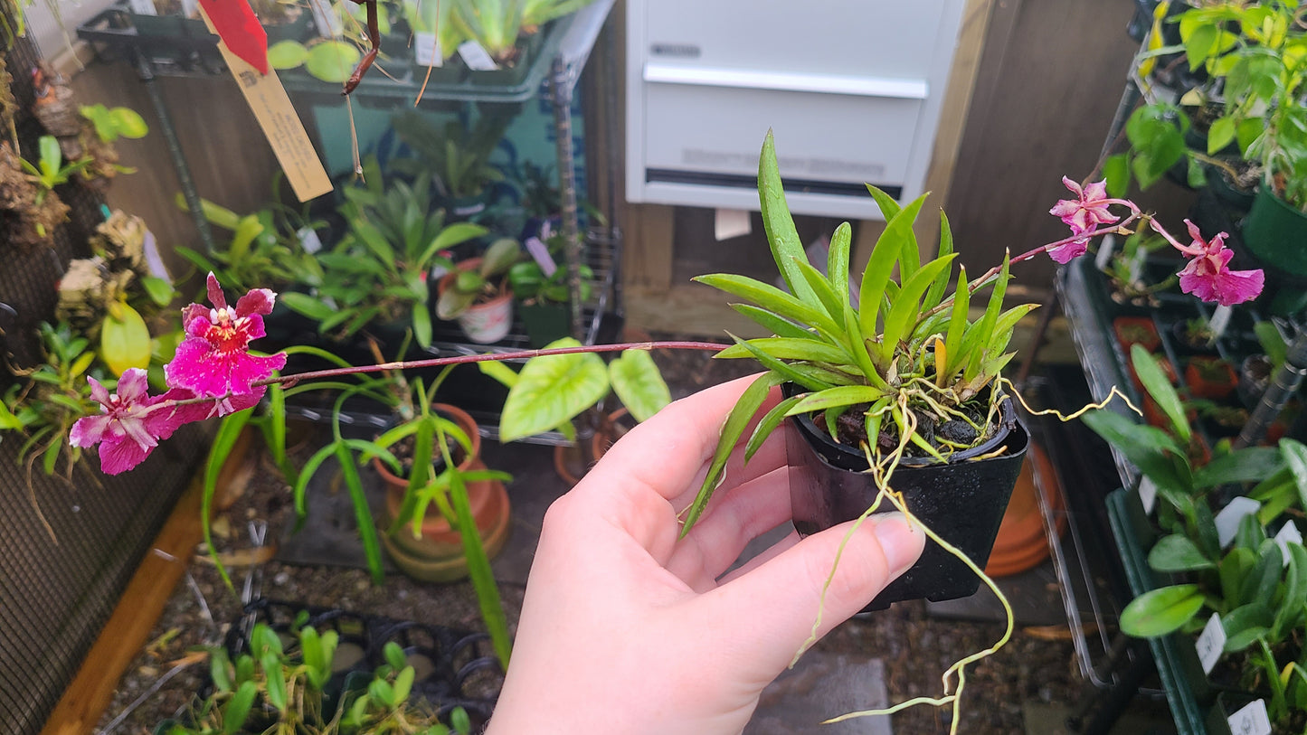Tolumnia Jairak Rainbow 'Hot Pink'