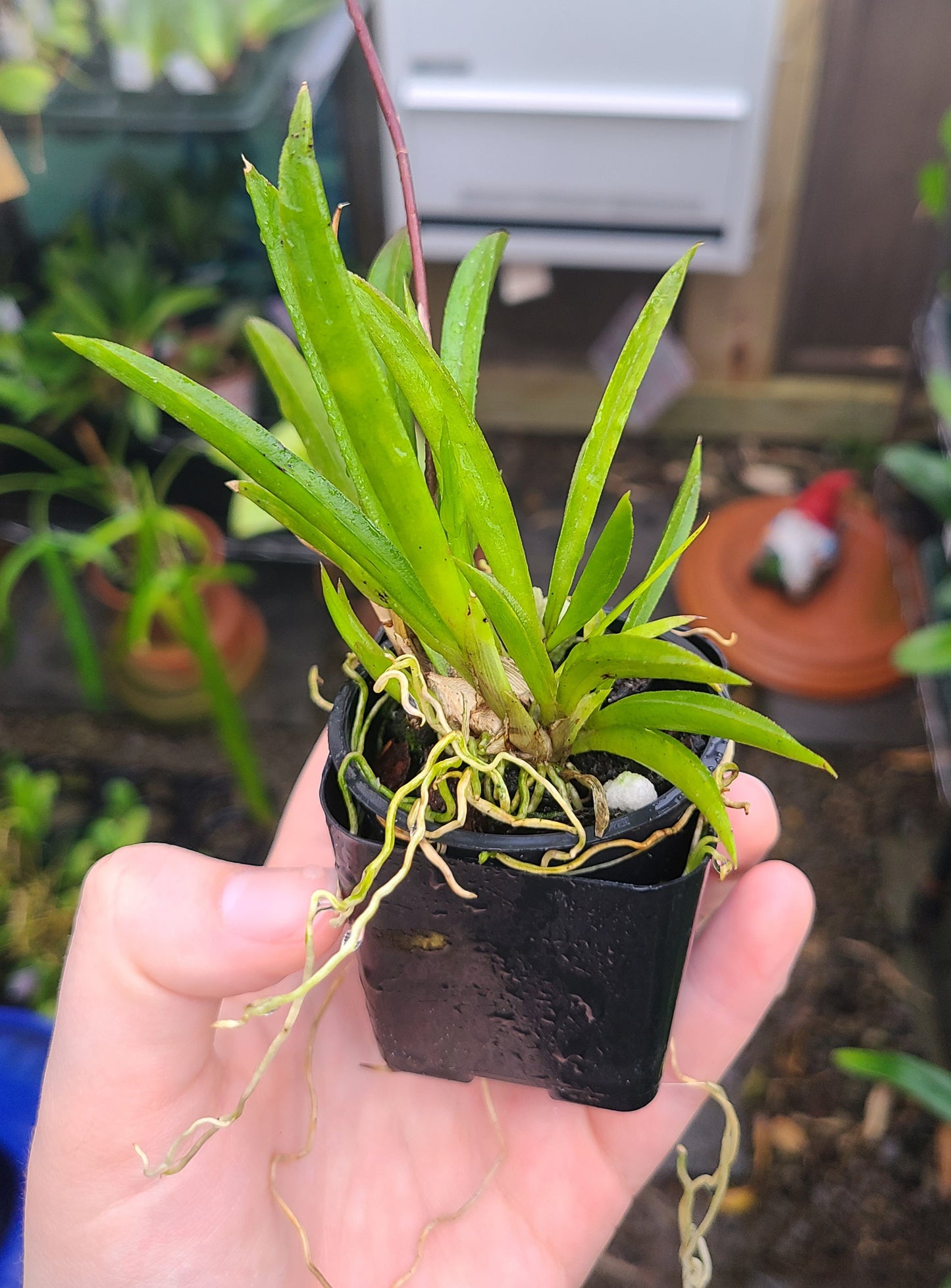 Tolumnia Jairak Rainbow 'Hot Pink'