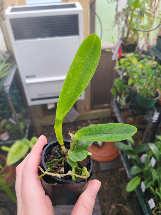 Cattleya purpurata var. flammea 'Maui' x sib 'Extra'