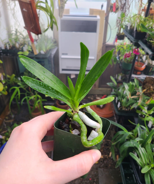 Plectrelminthus caudatus