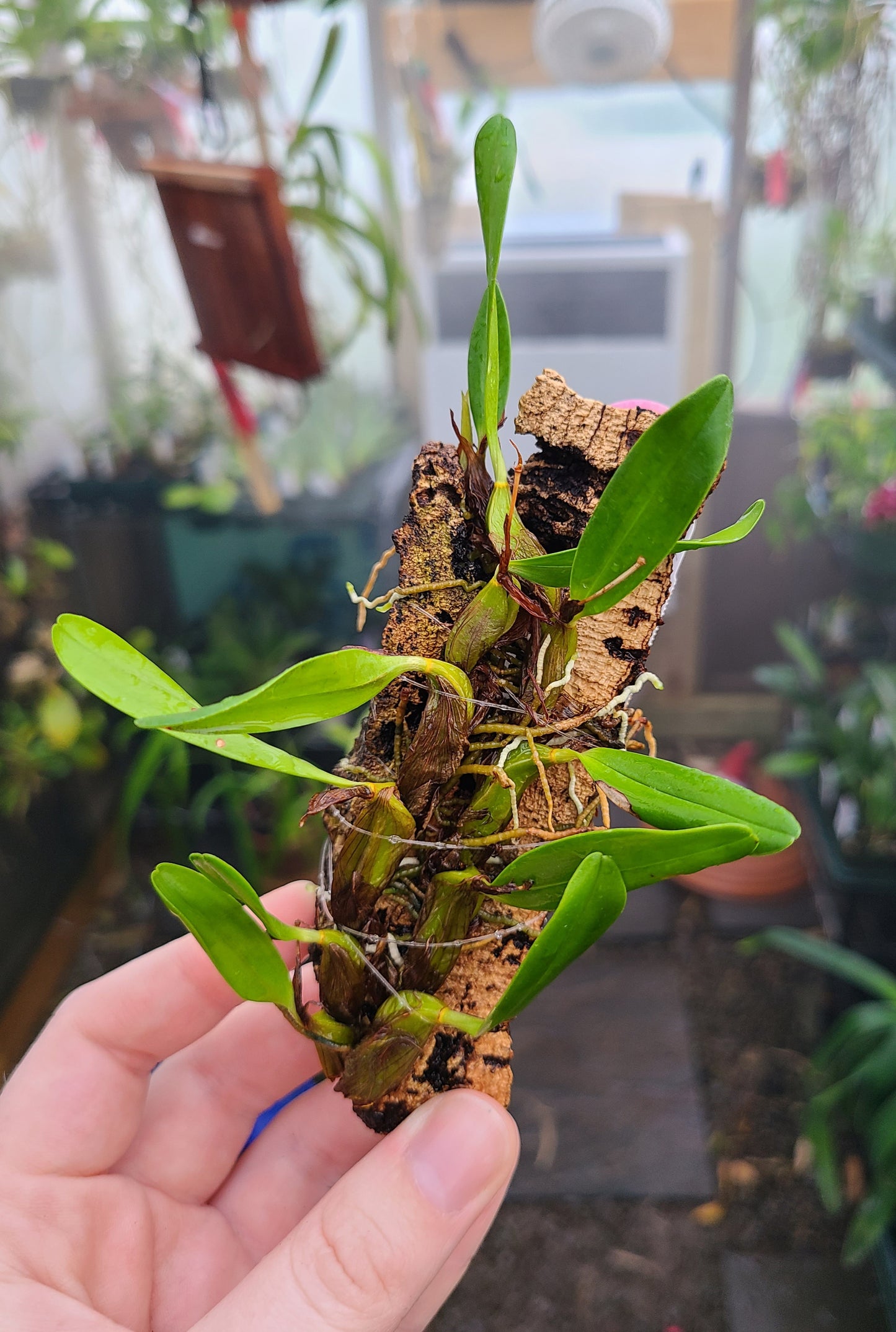 Epigeneium nakaharae