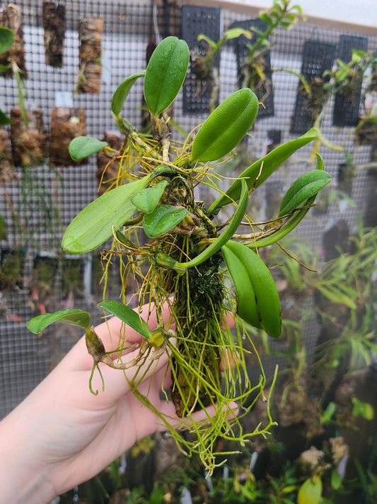 Bulbophyllum vaginatum 'Maui Beauty'