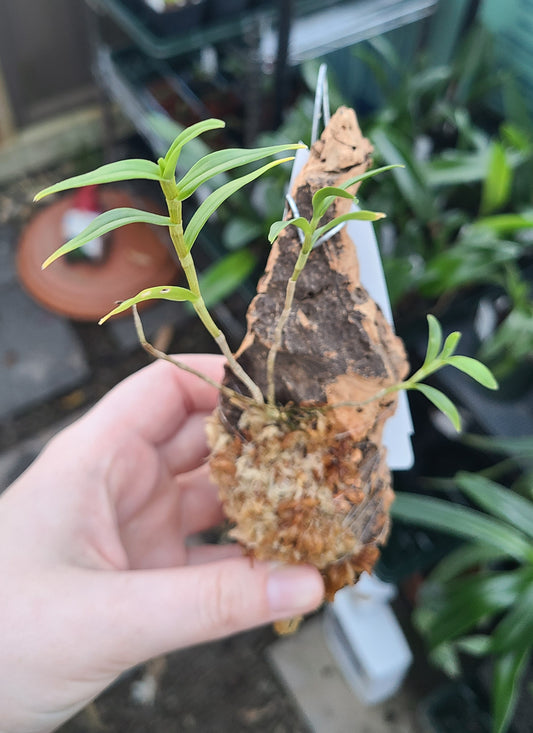 Dendrobium victoriae-reginae