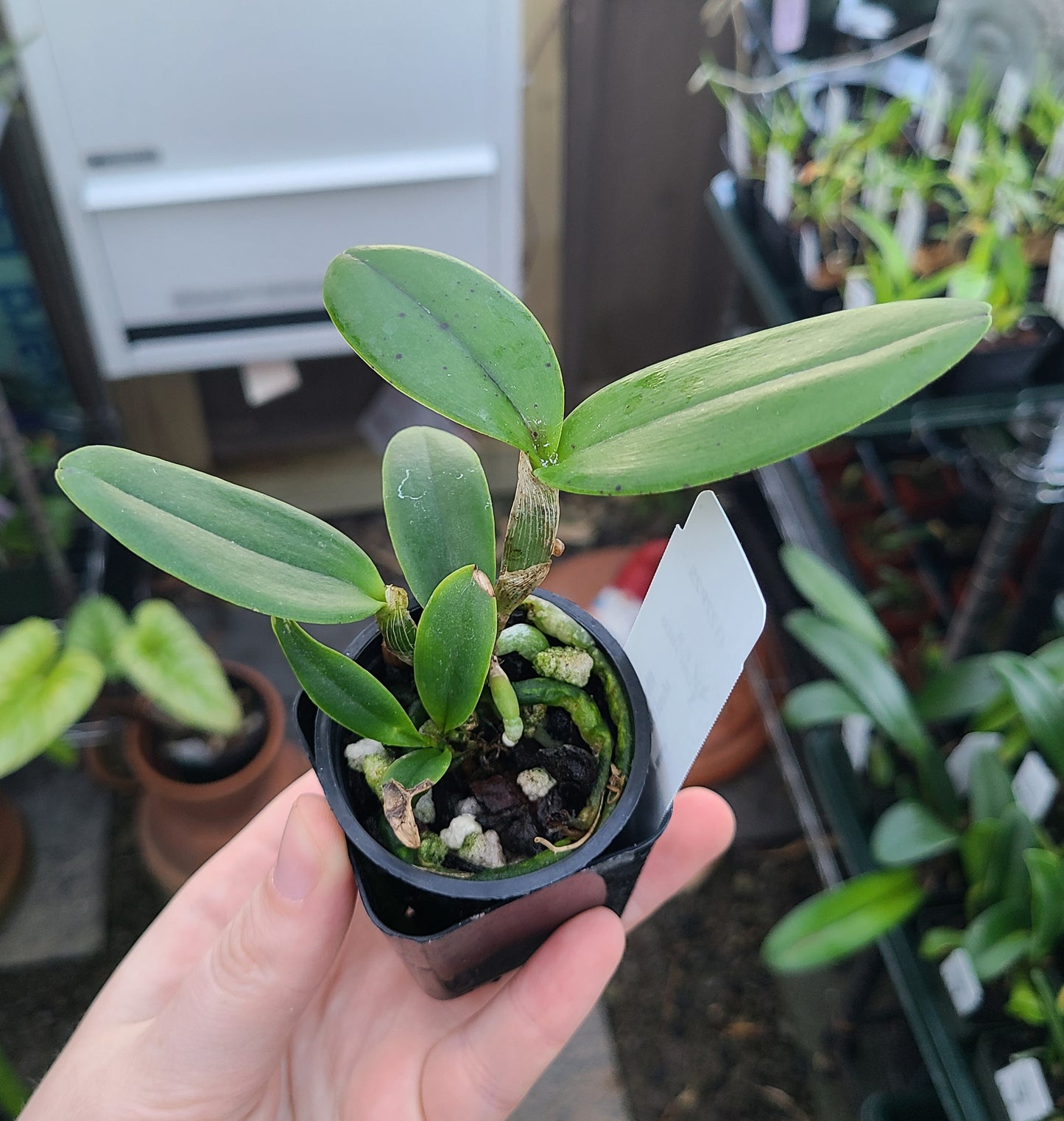 Rhyncholaeliocattleya Maui Dots 'Chocolate Spots'