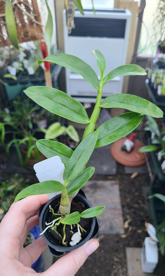 Dendrobium smillieae 'H&R Giant' x smillieae 'Lea'