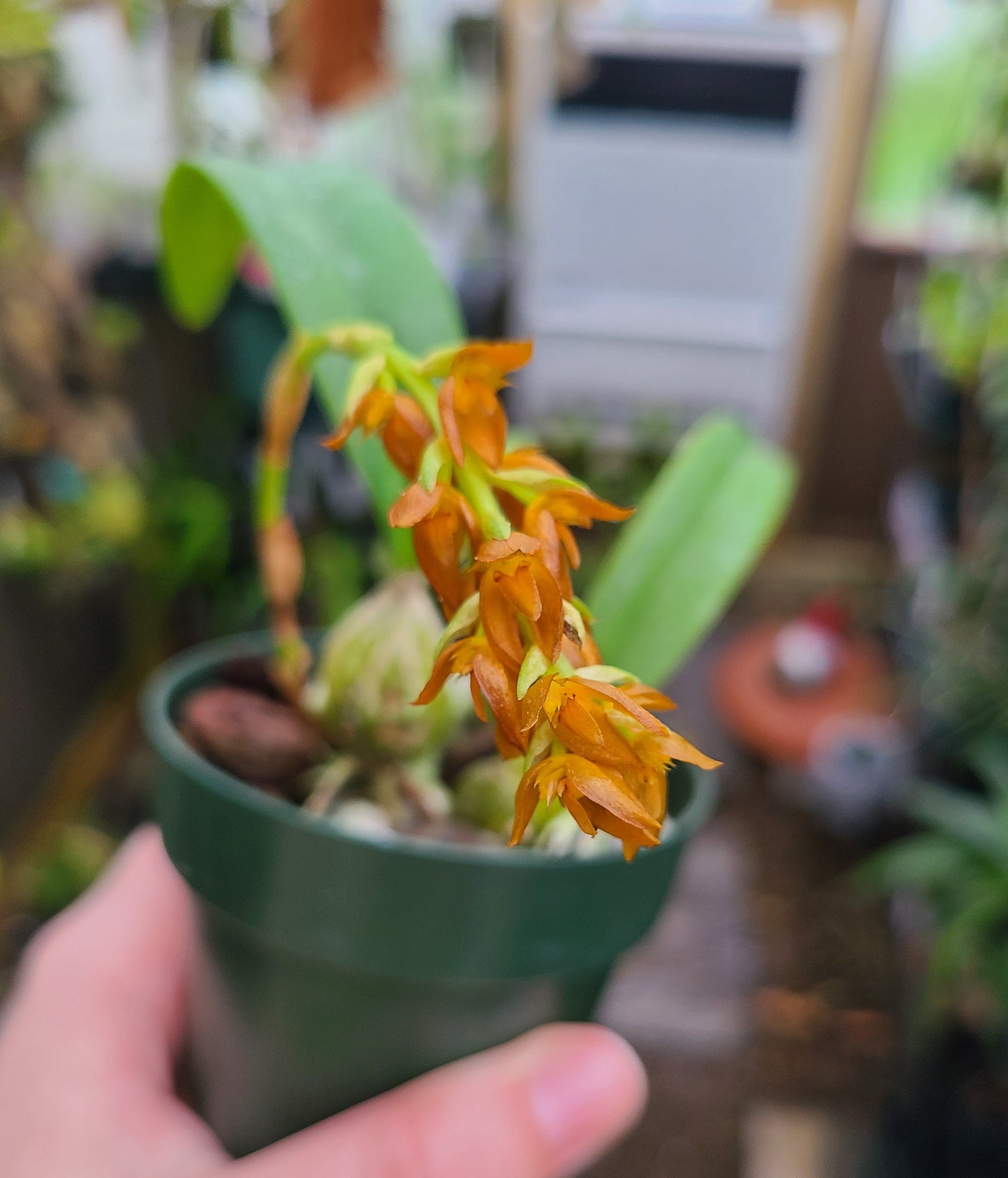 Bulbophyllum cupreum