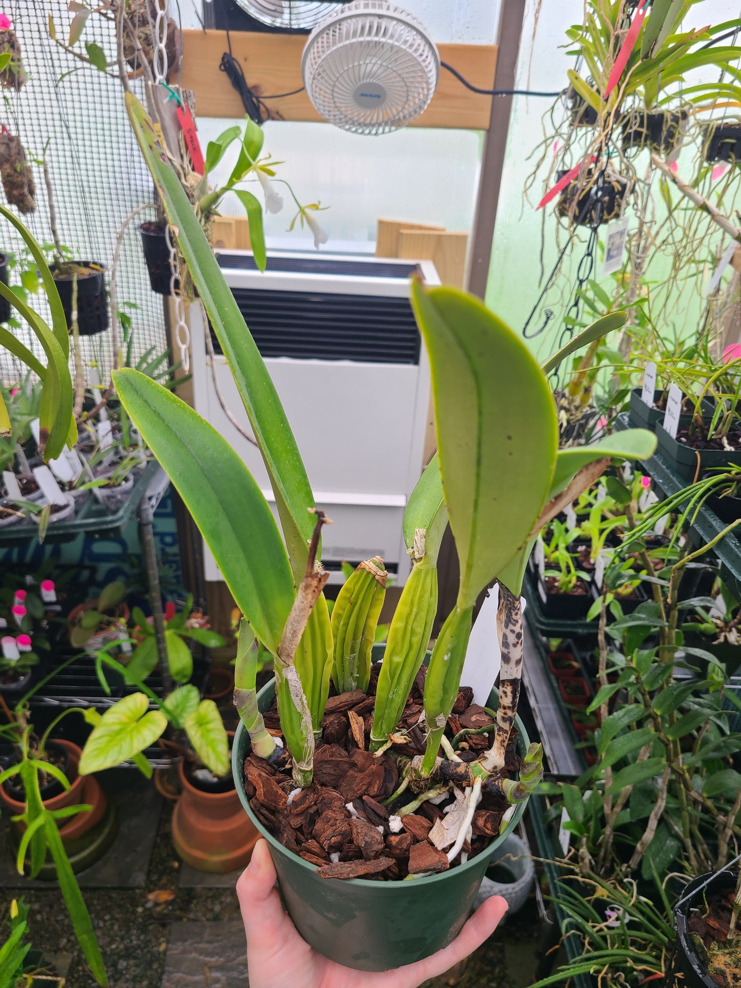 Cattleya trianae 'Alejandro'