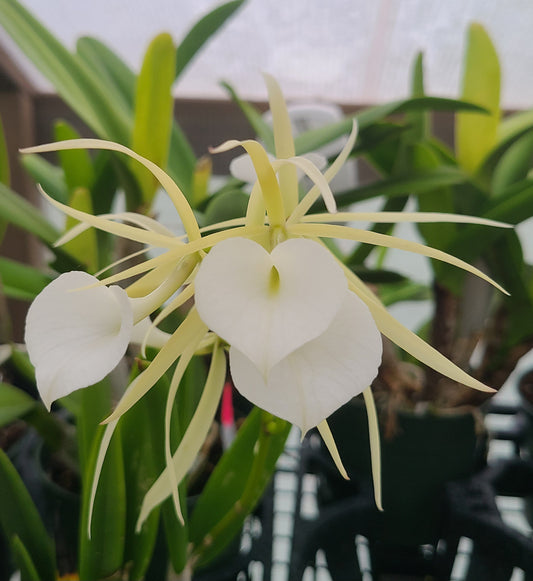 Brassavola nodosa 'Mas Mejor' x sib 'Remar'