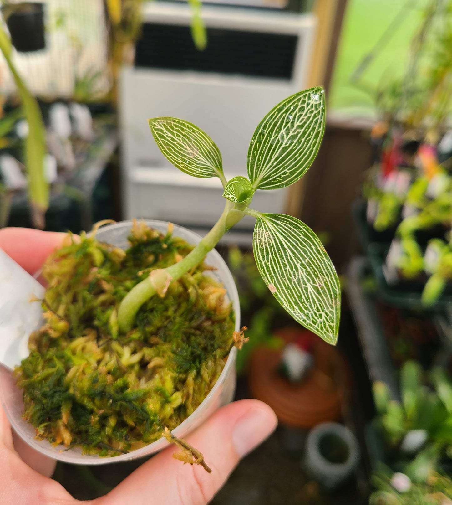 Ludisia discolor var. alba