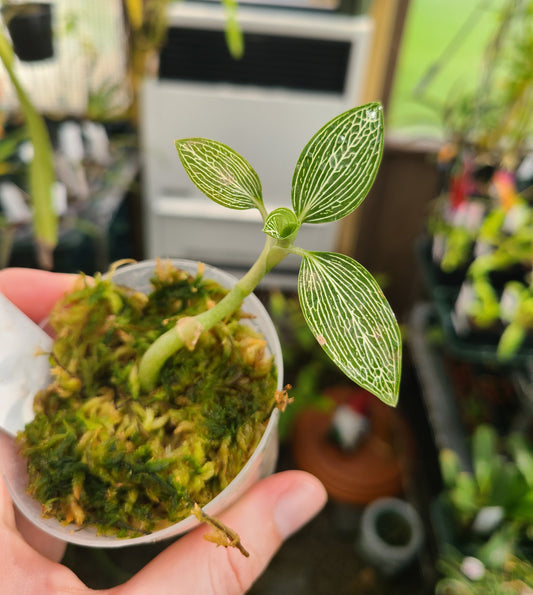 Ludisia discolor var. alba