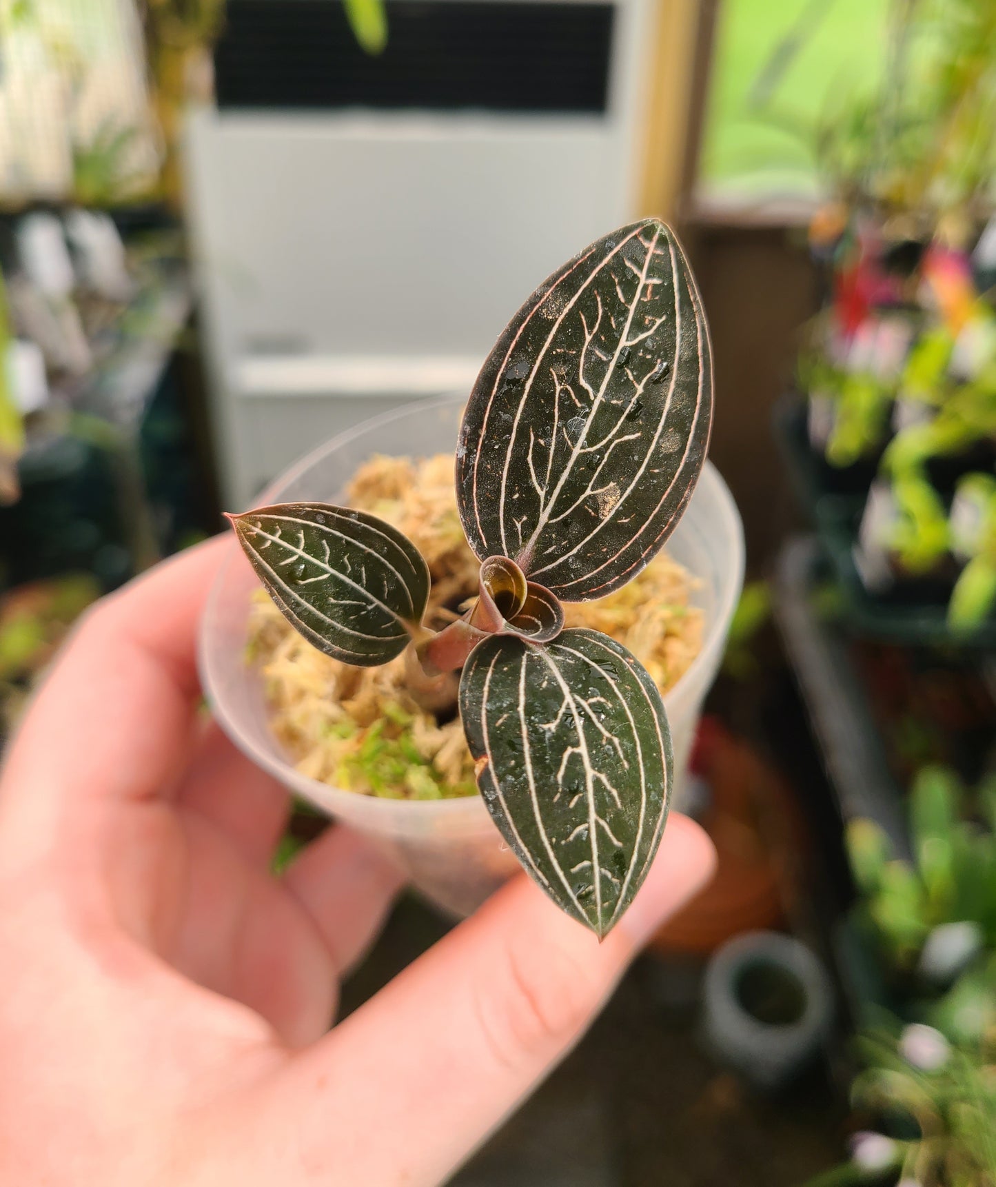 Ludisia discolor 'Jewelyana'
