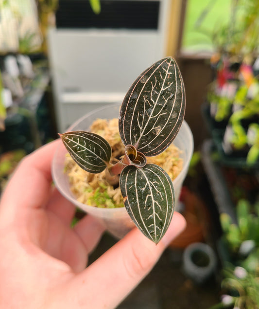 Ludisia discolor 'Jewelyana'
