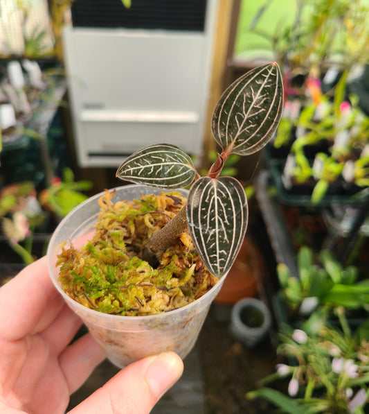 Ludisia discolor 'Jewelyana'
