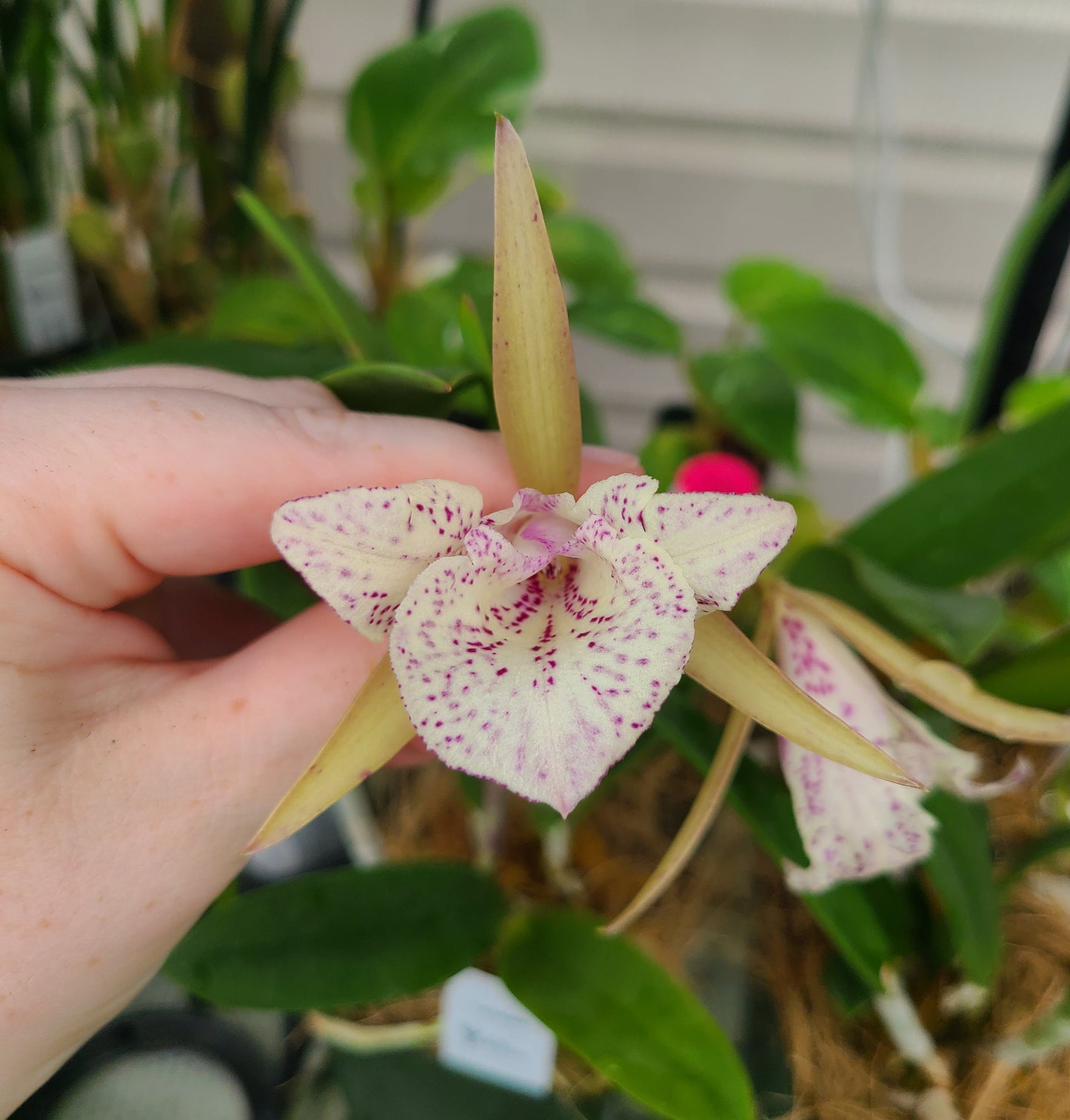 Brassocattleya Valencia Beauty (peloric)