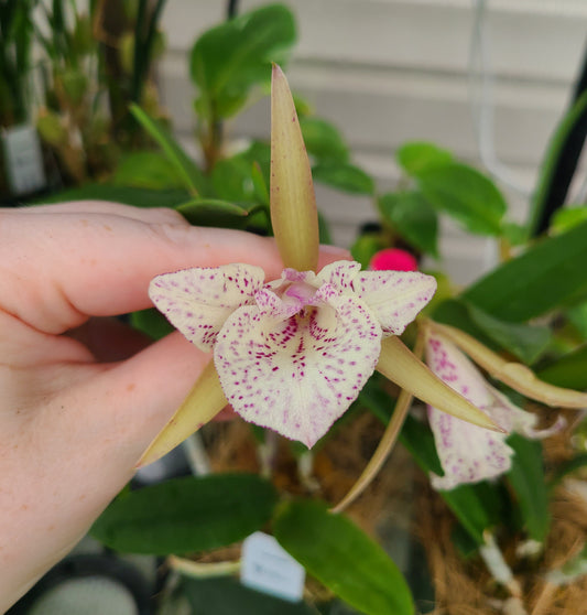 Brassocattleya Valencia Beauty (peloric)