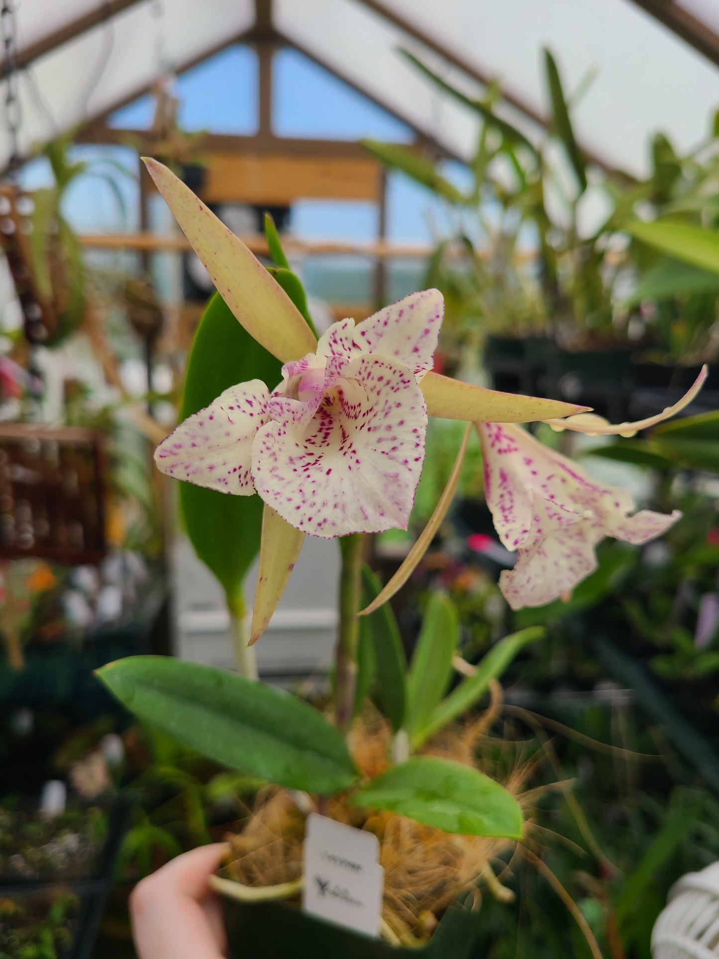 Brassocattleya Valencia Beauty (peloric)