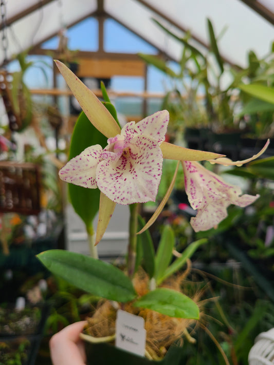 Brassocattleya Valencia Beauty (peloric)