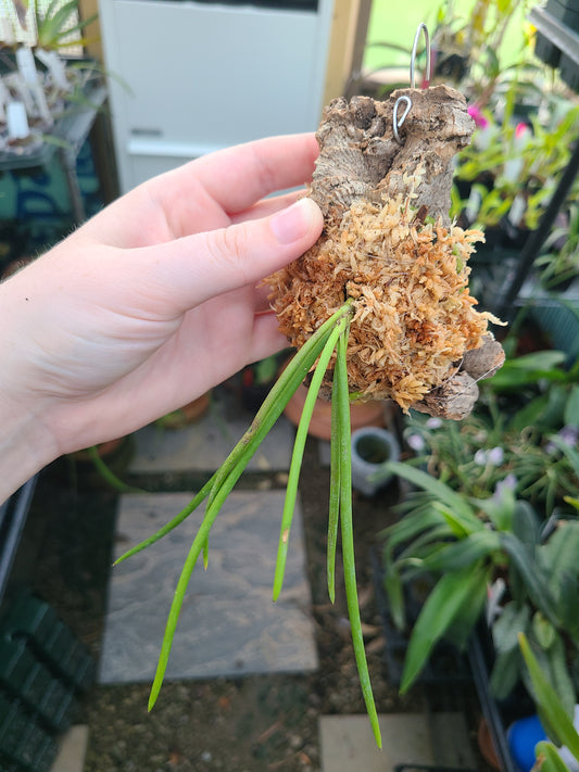 Holcoglossum phongii x self